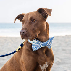 Lake Blue Stripe Bow Tie Collar