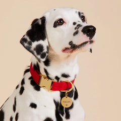 Circle Pet ID Tag: Snowflake Icon