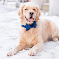 Navy Velvet Bow Tie Collar