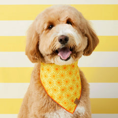 Here Comes the Sun Dog Bandana