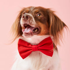 Ruby Dog Bow Tie