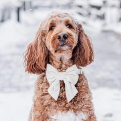 Ivory Velvet Lady Bow Collar