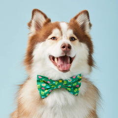 Charmed Dog Bow Tie