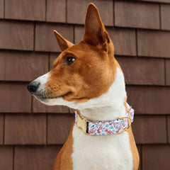 Printfresh x TFD Lobster Landing Dog Collar