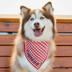 Red Gingham Dog Bandana