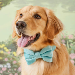 Robin’s Egg Velvet Bow Tie Collar