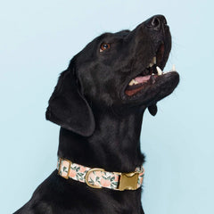 Peaches and Cream Collar Walk Set