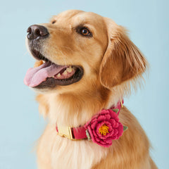 Hot Pink Peony Dog Collar Flower