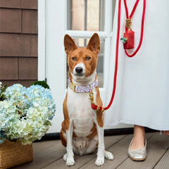 Printfresh x TFD Lobster Landing Collar Walk Set
