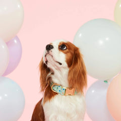 Confetti Dots Dog Collar