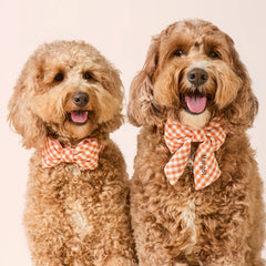 Cider Gingham Bow Tie Collar