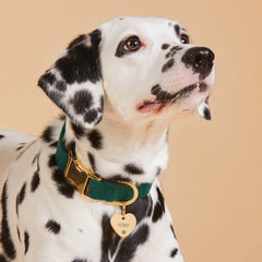 Heart Pet ID Tag: Snowflake Icon