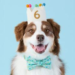 Confetti Dots Dog Bow Tie