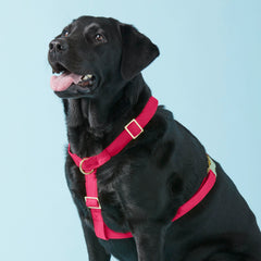 Hot Pink Dog Harness
