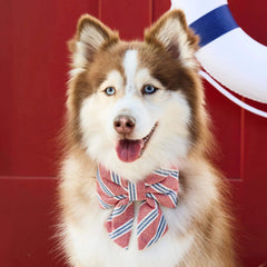 Nantucket Stripe Lady Dog Bow