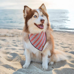 Nantucket Stripe Dog Bandana