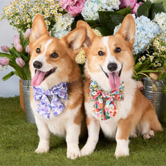 Garden Party Lady Bow Collar