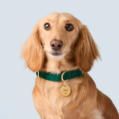 Circle Pet ID Tag: Bone Icon