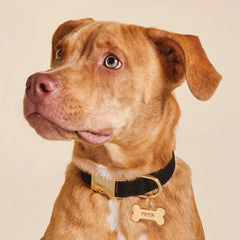 Onyx Dog Collar