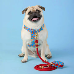 Hot Diggity Harness Walk Set