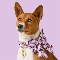 Spooky Season Lady Dog Bow