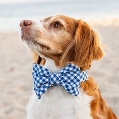 Lake Blue Gingham Bow Tie Collar