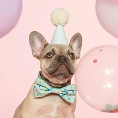 Confetti Dots Dog Bow Tie